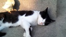 Baby chicken finds a bed on top of a sleeping cat