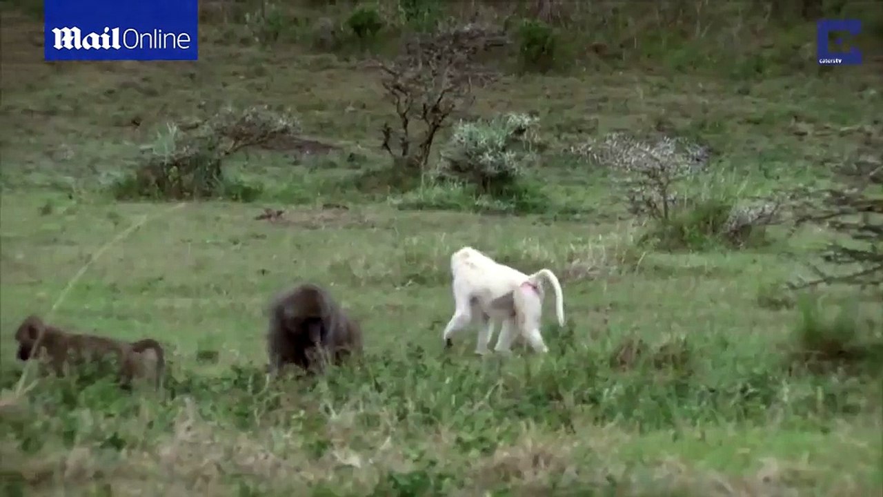 Incredibly rare white furred baboon spotted on Safari