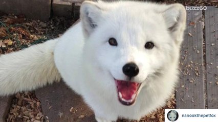 Pets you have to follow on social media
