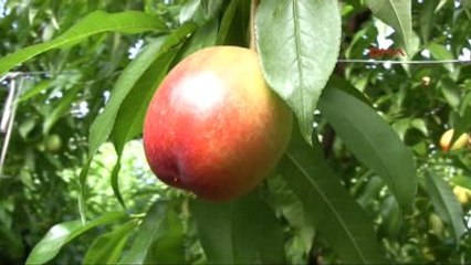 Mersin - Türkiye'nin İlk Nektarin Hasadı Mersin'de Yapıldı