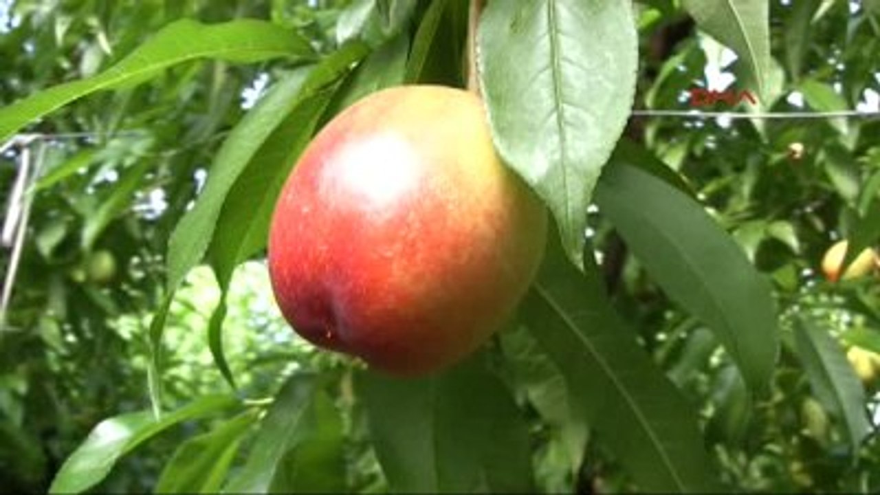 Mersin - Türkiye'nin İlk Nektarin Hasadı Mersin'de Yapıldı