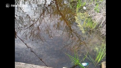 Watersnake climbs out of pond and collects food from man's lap