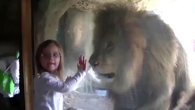 Une petite a le choc de sa vie lorsqu'elle embrasse un lion à travers la vitre de son enclos