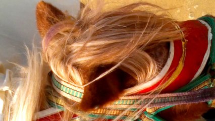 2014-05-31-1698.mp4.rev