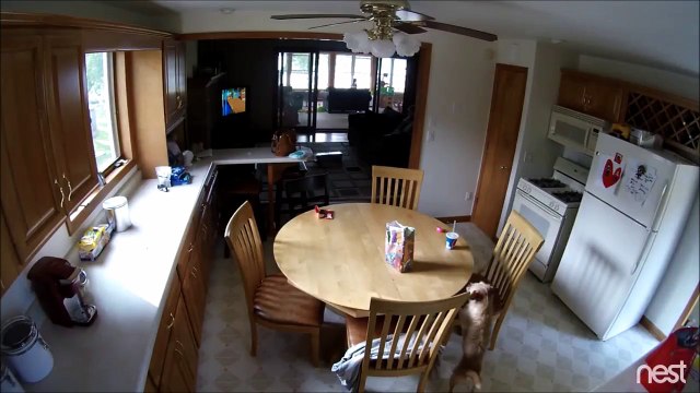 Un chien pris en flag de vol... Et de grosse gamelle!