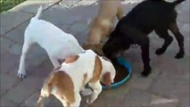 Ces chiens ont une coutume très bizarre au moment du repas...