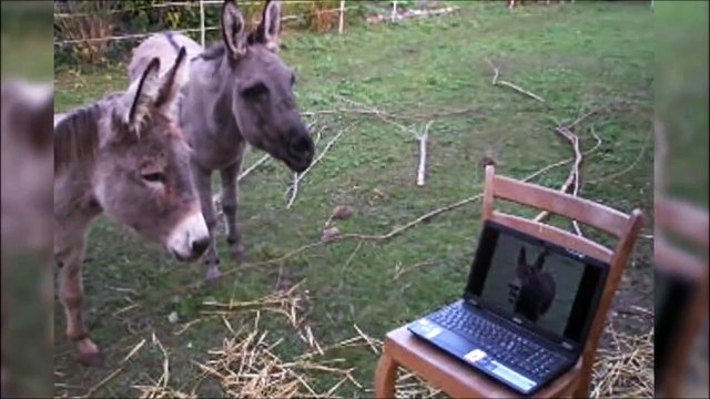 Skype d’ânes... Tellement marrant