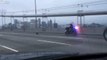 La police américaine entame une course poursuite avec… un chihuahua - Regardez