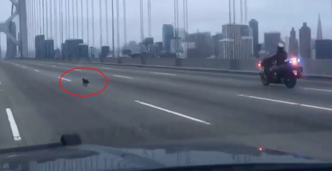 Police pursue Chihuahua in low-speed chase on San Francisco Bay Bridge