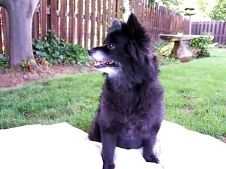 michael vick dog fighting cruelty