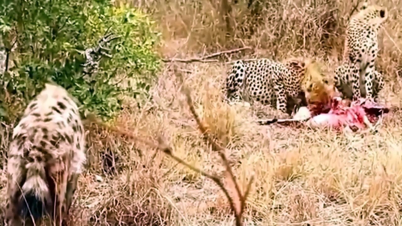 Lion Vs Hyena, Cheetah Vs Hyena , Leopard vs Hyena Real Fight compilation - Animal Attack