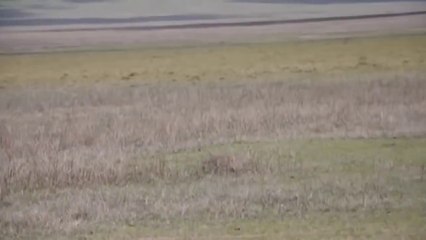 Lion vs ostrich - Leopard vs ostrich real fight - Best moment Animal Fights 2016