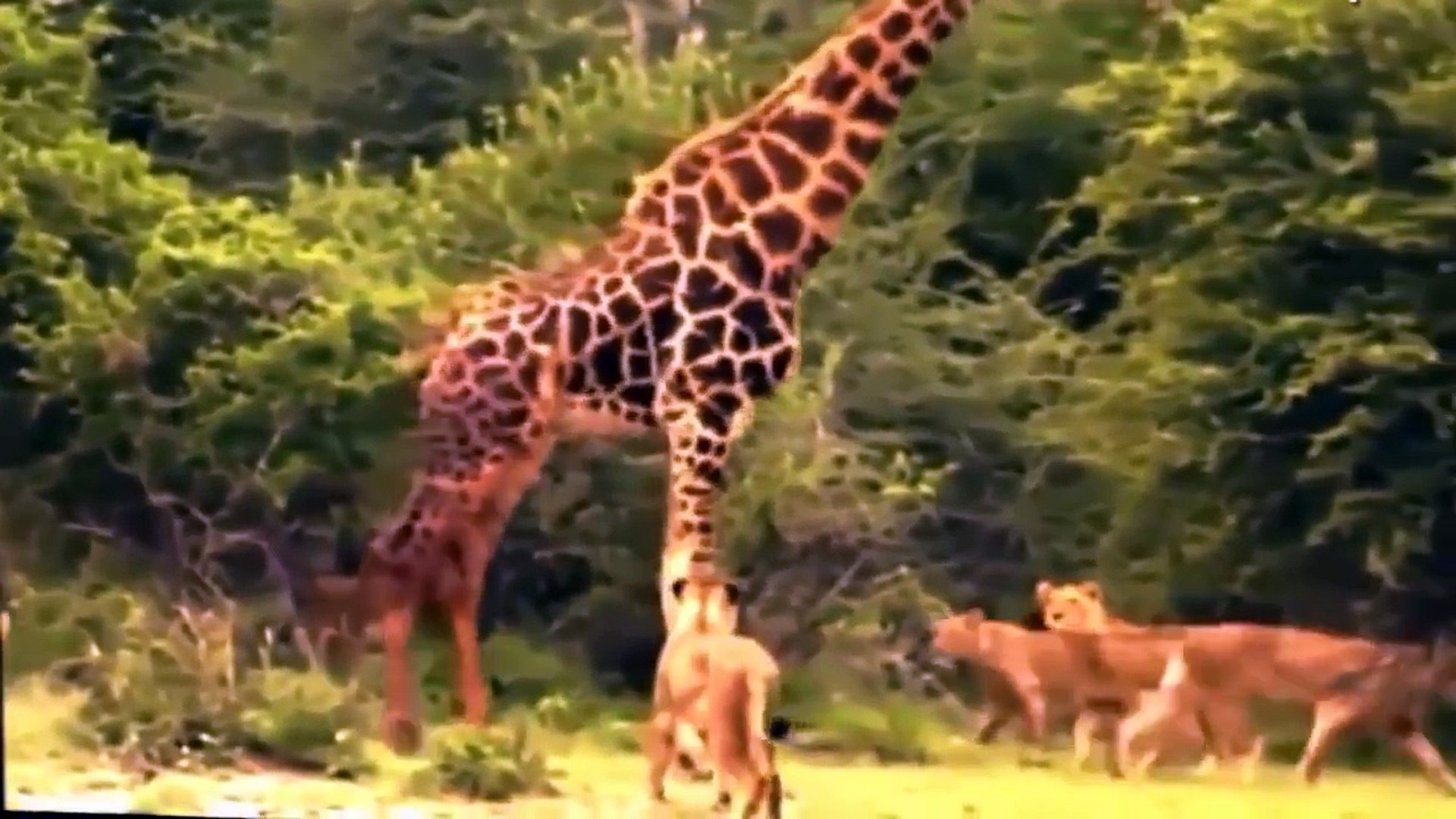 ⁣Most Amazing Lion vs Giraffe - Shocking Lion Kills Giraffe Bludy Fight