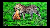 Most Amazing Wild Animal Attacks - lion, tiger, anaconda, deer, Crocodile