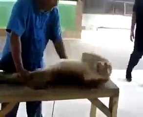 Monyet Olahraga (Push Up & Sit Up)