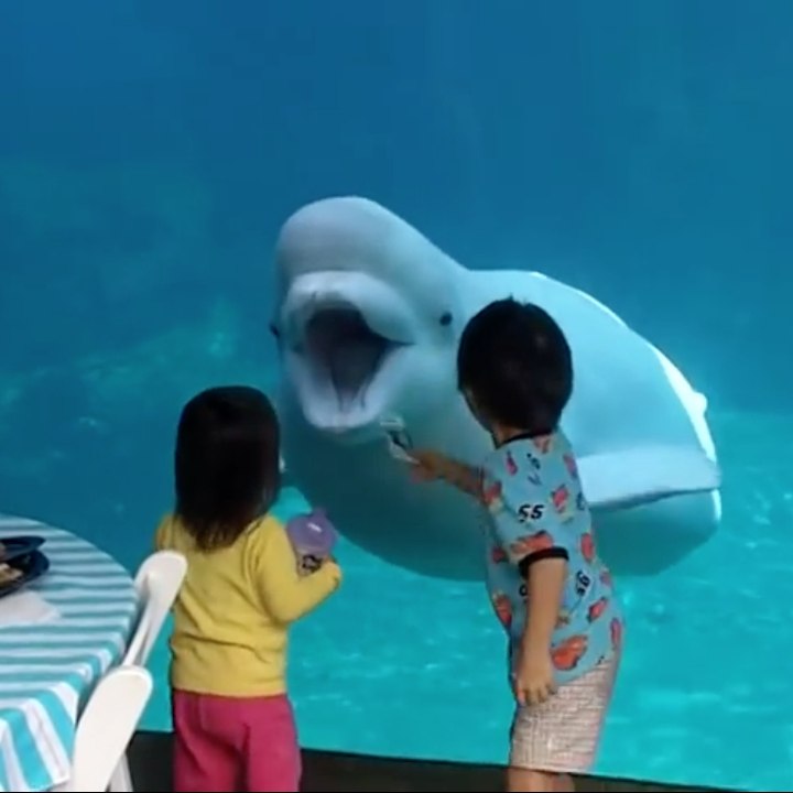 Un béluga joue avec des enfants