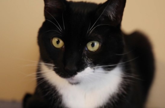 Her cat wouldn't cuddle with her, so she trained it to