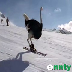 Devekuşu Kayak Merkezinden Şok Görüntüler