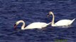 KNÖLSVAN  Mute Swan  (Cygnes olor)  Klipp - 1175