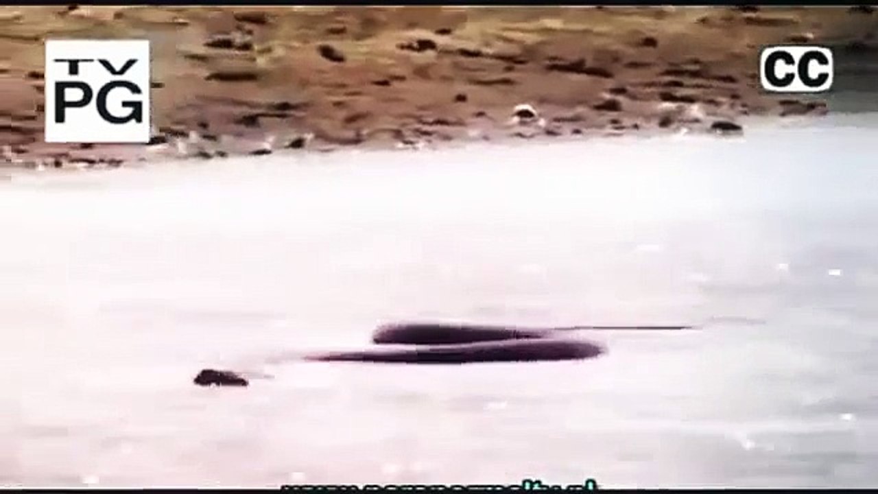 National Geographic Wild - Man Eating Anacondas [ Deadly Giant Snakes ] - Documentary
