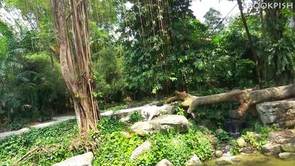 Singapore Zoo - White Tiger Feeding