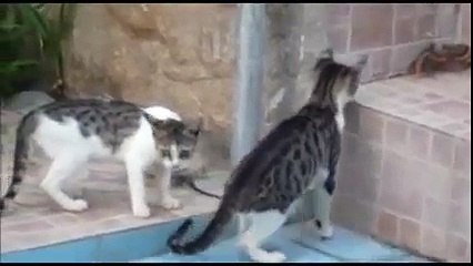 funny cats afv - Cat vs Crab