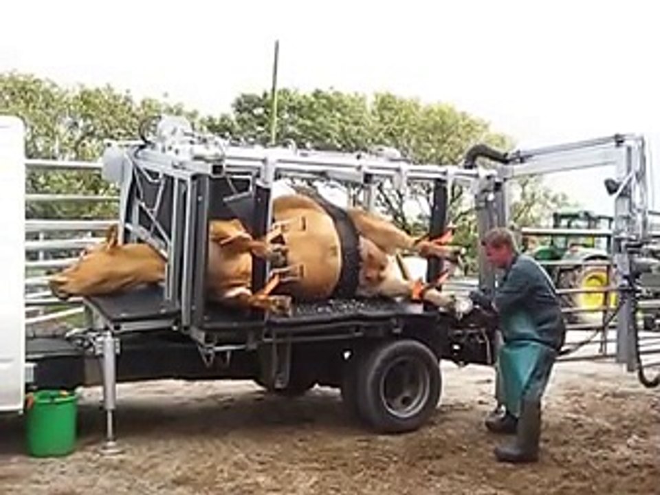 İneklerin Toynaklarını Temizlemede Teknolojiyi Kullanmak Yok