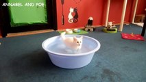 funny cats edition - Cute Kitten Loves Water