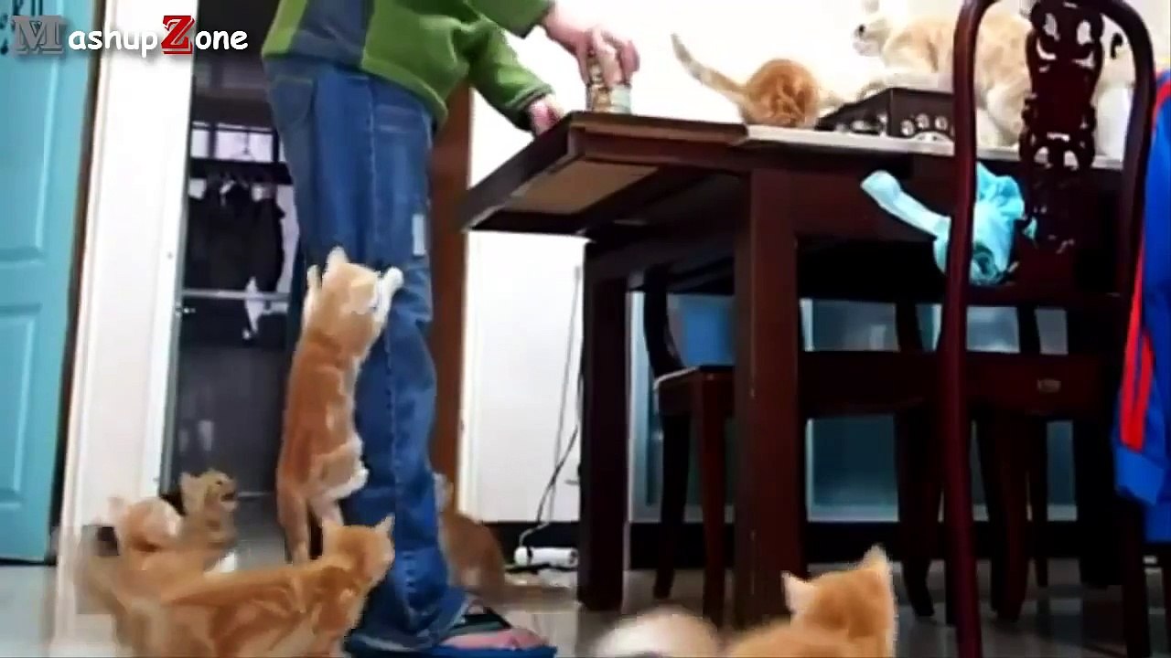 funny cats ever - Cute Kittens