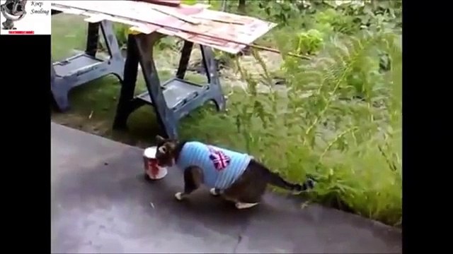 funny cats fails try not to laugh - Epic Cat Fails