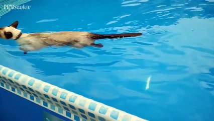 funny cats laughing - Funny Cats in Water