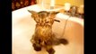funny cats lol - Funny Crazy Cats Playing in Water & Taking Baths