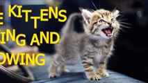 funny cats new - Little kittens meowing and talking