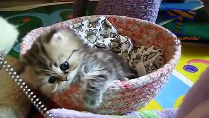 funny cats new 2016 - Top 10 cute kitten videos