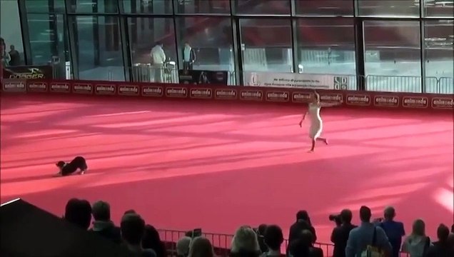 45 лет занимаюсь собаками- НИЧЕГО ПОДОБНОГО НЕ ВИДЕЛ... ЭТО ФАНТАСТИКА !!!