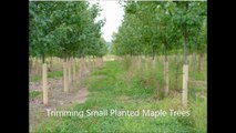 ...........Trimming Small Planted Maple Trees...........