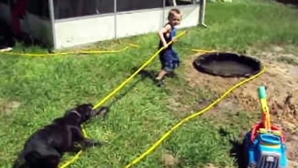 funny dogs ever - Dogs in Pools