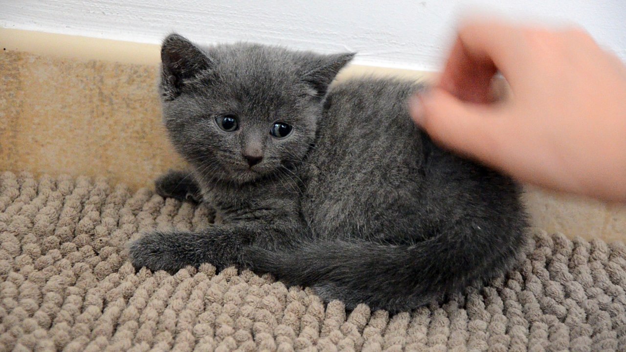 Femelle 1 Chartreux Felindra 27/02/16 des Rives d'Estaing