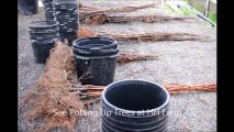 About Potting Trees ..   for Spring Sales at HH Farm ... a Bucks County  Pa Grower