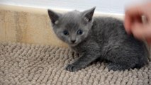 Chaton Chartreux Femelle 3 27/02/16 des Rives d'Estaing