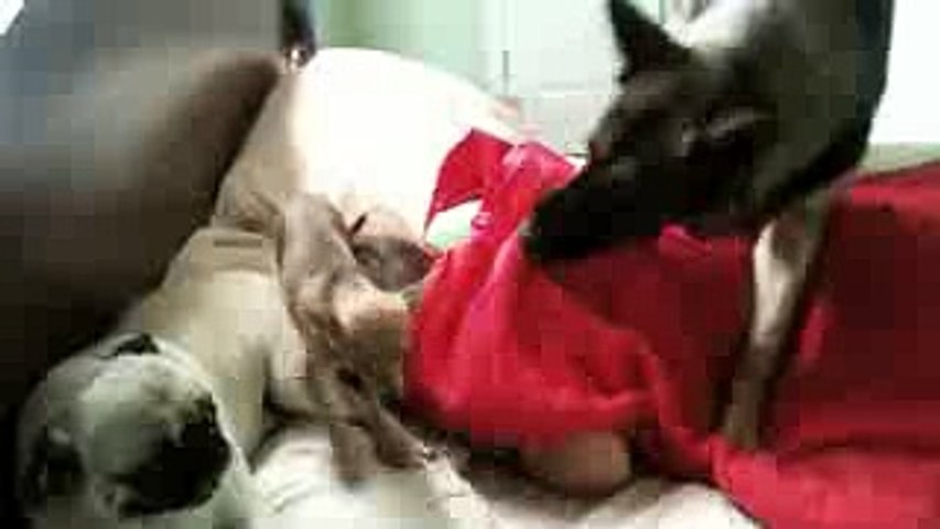 German Shepherd Attacks Sleeping Boy