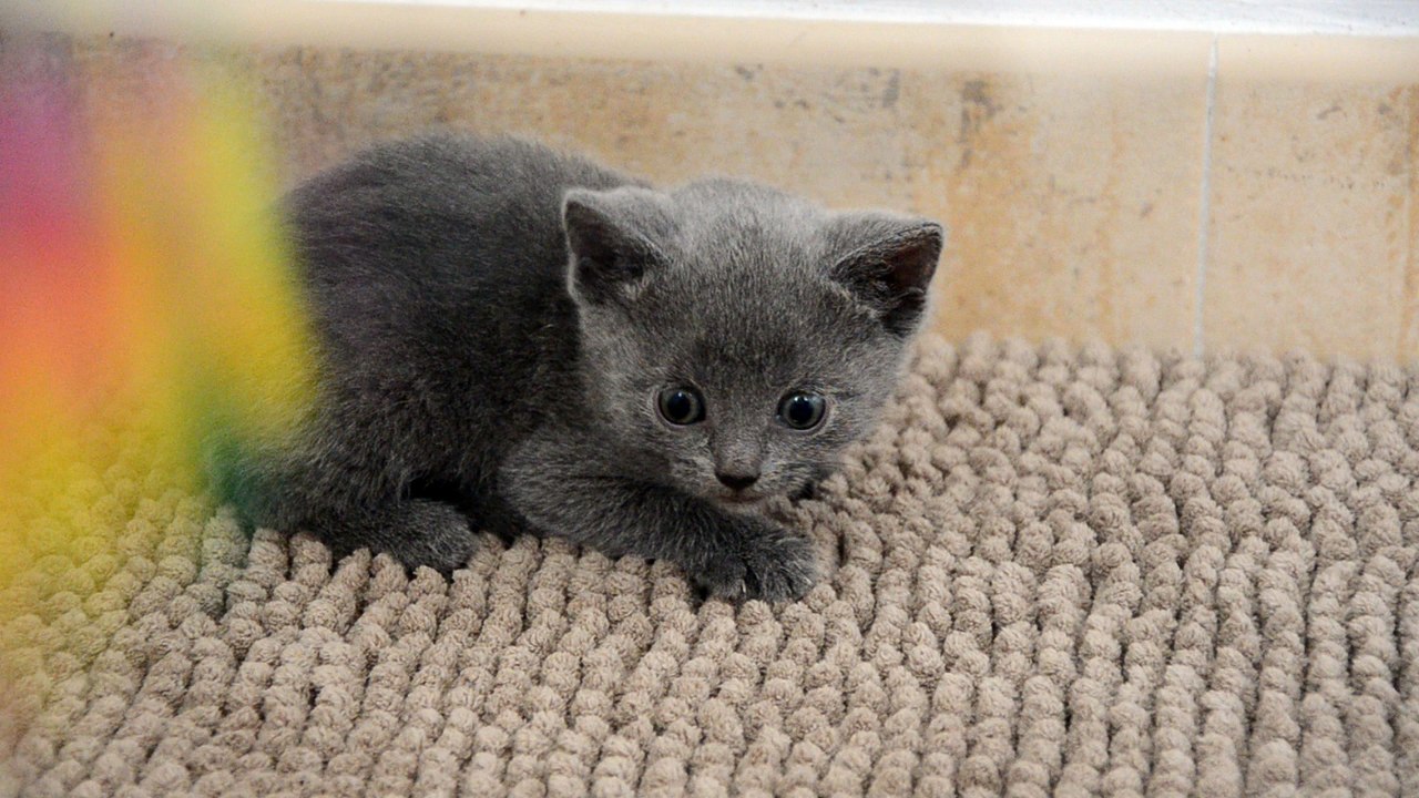 Chaton Chartreux Femelle 4 27/02/16 des Rives d'Estaing