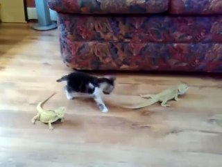 Bébé Chat VS lézard... Peur de sa vie!