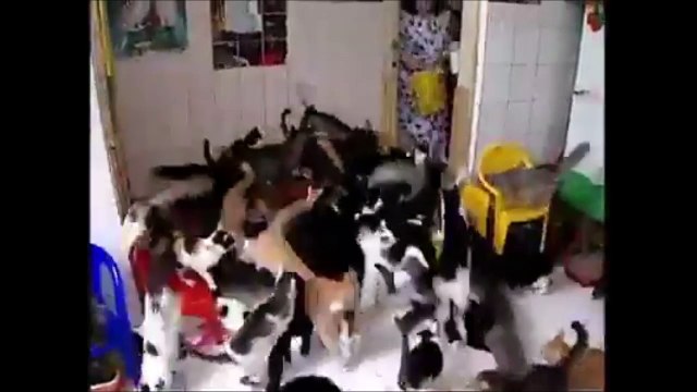 Des chats, beaucoup de chats, trop de chats