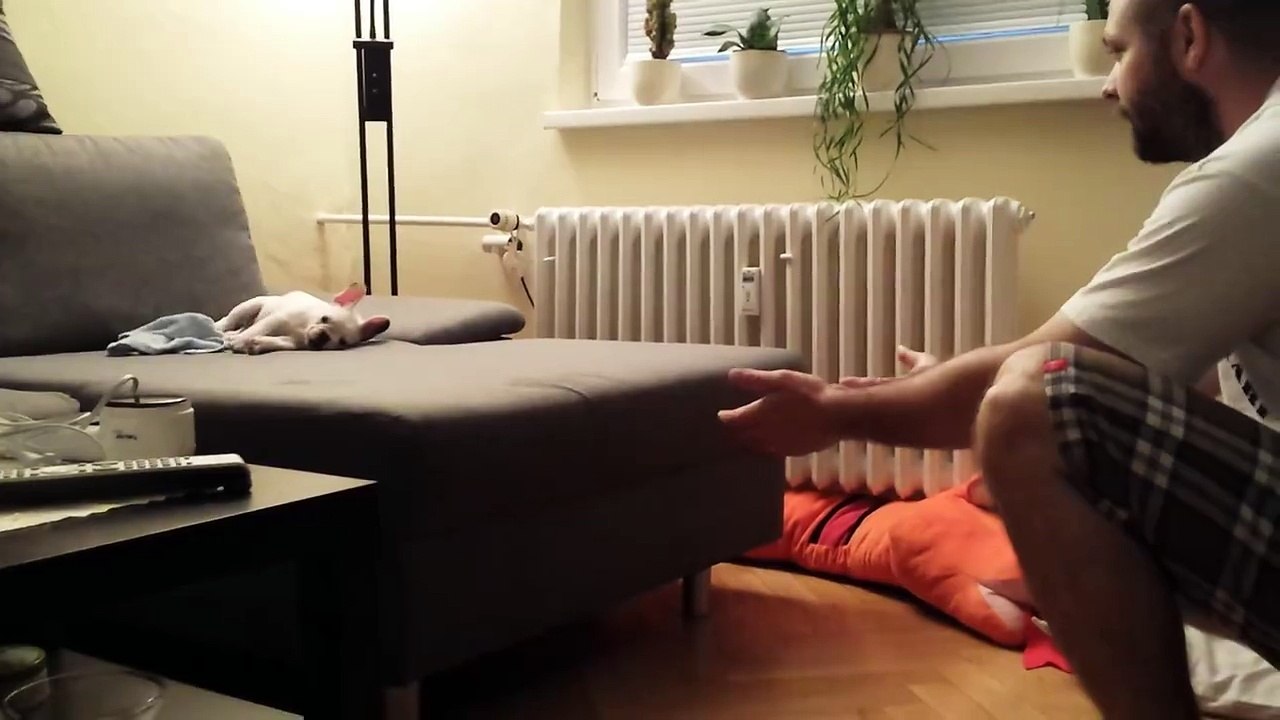 Ce chien trop mignon a peur de sauter du canapé