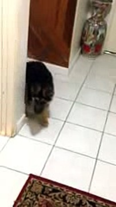 German shepherd puppy crying for owner