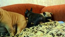 French bulldog puppies 37 days