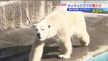 Kiroru the Polar bear will move to Kushiro zoo to be a partner of Milk, the female bear (Apr.4  2016)