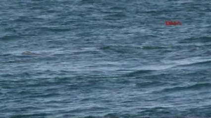 Boğaz'da Yunus Şovu...