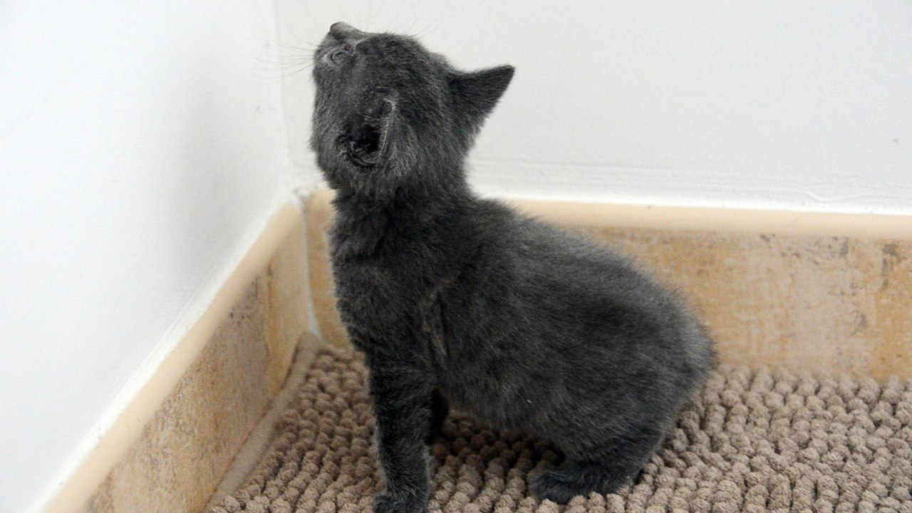 Chaton Chartreux male Felindra 27/02/16 des Rives d'Estaing